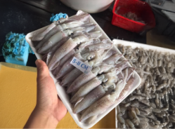 Mực ống 5-8cm